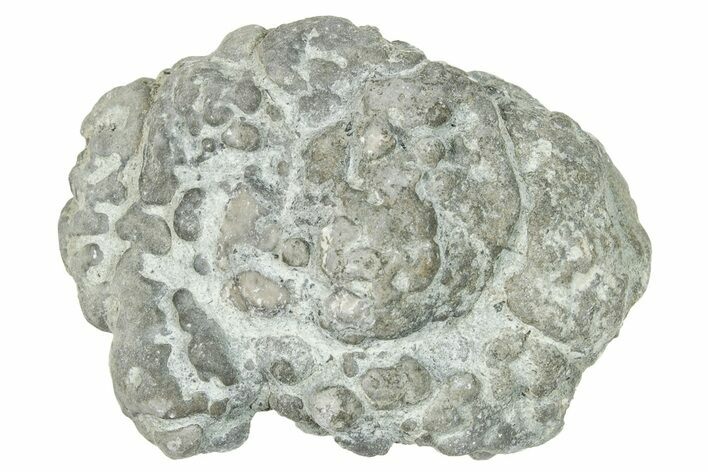 Ordovician Chaetetid Sponge (Solenopora) Fossil - Kentucky #270364